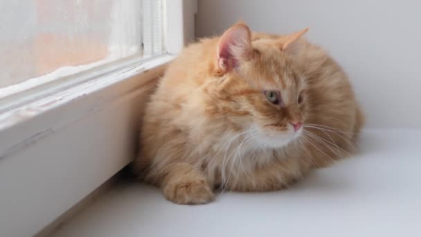 かわいい生姜猫はまだ窓の上に横たわっている。ふわふわのペットは外を歩くことなく隔離された家に座っています。スローモーション. — ストック動画