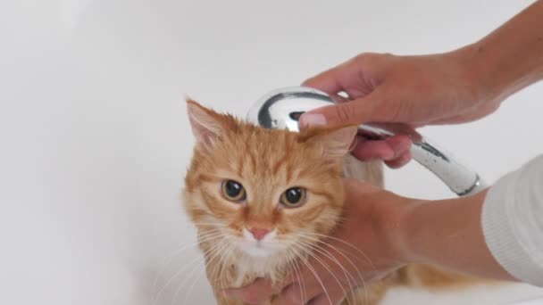 Mujer lava lindo jengibre gato. Fluffy mojado mascota maulla y trata de escapar de la bañera . — Vídeo de stock