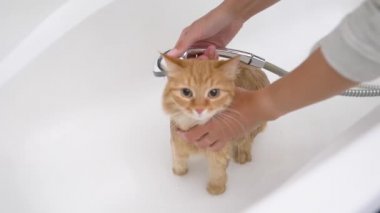 Kadın güzel zencefilli kedi yıkıyor. Yumuşak ıslak ev hayvanları miyavlıyor ve küvetten kaçmaya çalışıyor..