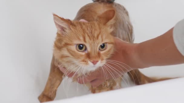 Mujer lava lindo jengibre gato. Fluffy mojado mascota maulla y trata de escapar de la bañera . — Vídeos de Stock
