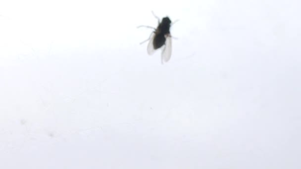 A légy bemászik a koszos ablakon. Makró felvételek üvegfelületen mászó rovarokkal. — Stock videók