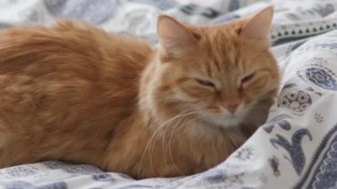 Tatlı kızıl kedi yatakta uyuyor. Yumuşak evcil hayvan battaniyeye rahatça yerleşti. Konforlu ev.