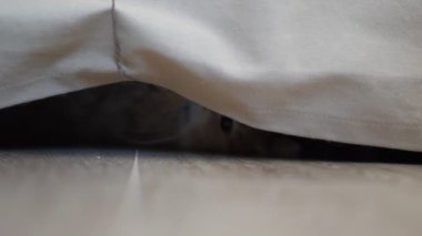 Tatlı kızıl kedi doğal halatla oynuyor. Yumuşak bir hayvan kanepenin altında yatar ve patisiyle ipliği yakalar. Oyuncu hayvan..