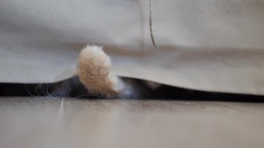 Tatlı kızıl kedi doğal halatla oynuyor. Yumuşak bir hayvan kanepenin altında yatar ve patisiyle ipliği yakalar. Oyuncu hayvan..