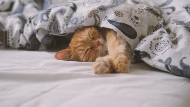 Lindo gato jengibre duerme en la cama. Alfombra esponjosa cómodamente colocada bajo manta . — Vídeos de Stock