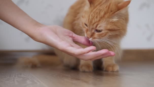 Tatlı kızıl kedi kadınların elini yalıyor. Pofuduk evcil hayvan rahat evinde yerde oturuyor.. — Stok video