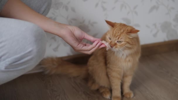 Γυναίκα δίνει ένα κομμάτι ωμό κρέας σε χαριτωμένο γάτα τζίντζερ. Χνουδωτό κατοικίδιο κάθεται στο πάτωμα στο άνετο σπίτι. — Αρχείο Βίντεο