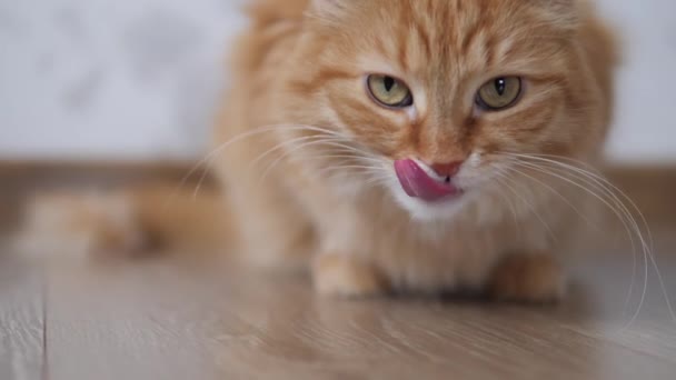 Cute ginger cat sniffs floor and licks itself. Fluffy pet at cozy home. — Stock Video