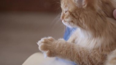 Adam sevimli kızıl kediyi okşuyor. Tüylü evcil hayvanlar zevkle mırıldanır. Konforlu ev.