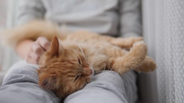 Woman is stroking cute ginger cat on windowsill. Fluffy pet purring with pleasure. Cozy home. — Stock Video