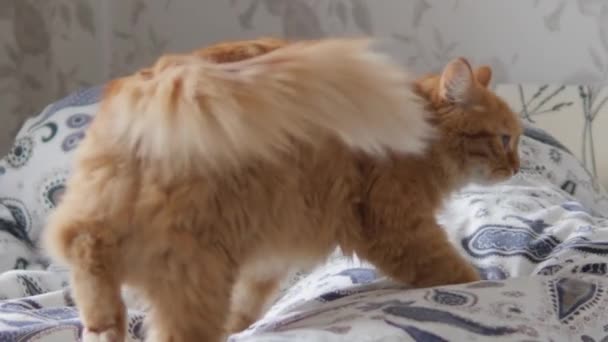 Carino gatto zenzero cammina sul letto. Soffici animali domestici comodamente sistemati sulla coperta. Accogliente casa . — Video Stock