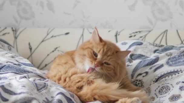 Roztomilá zrzavá kočka olizuje v posteli. Chlupatý mazlíček se pohodlně usadil na přikrývce. Útulný domov. — Stock video