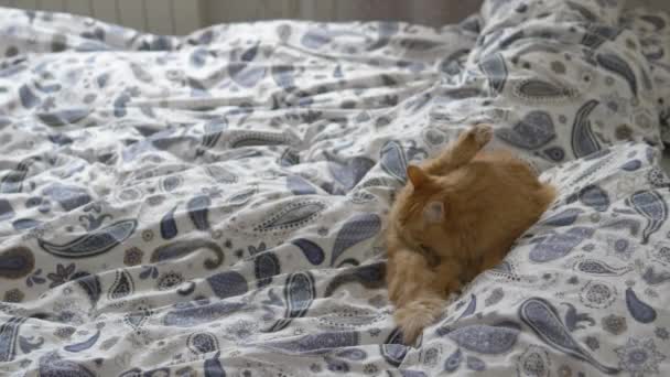 Słodki rudy kot liże w łóżku. Puszyste zwierzę komfortowo osiedlił się na kocu. Przytulny dom. — Wideo stockowe