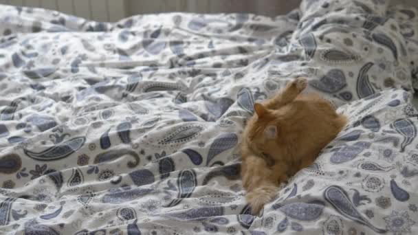 Ginger bonito gato lambe na cama. Animal de estimação fofo confortavelmente resolvido em cobertor. Casa aconchegante . — Vídeo de Stock