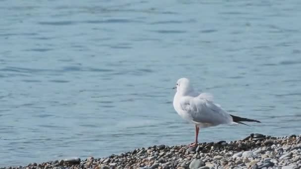 Gaviota en una playa rocosa. Pájaro de mar blanco está junto al mar surf. Sochi, Rusia . — Vídeos de Stock