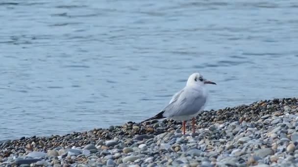 Gabbiano su una spiaggia rocciosa. Uccello marino bianco si trova vicino al mare surf. Sochi, Russia . — Video Stock