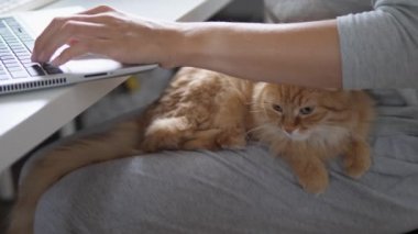 Kadın uzaktan bilgisayarla çalışıyor ve dizlerini zencefille okşuyor. Coronavirus COVID-19 karantinası yüzünden evde yalnızlık. Çevrim içi iş.