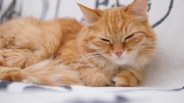 Tatlı zencefilli kedi beyaz koltukta kestiriyor. Tüylü hayvan zevkle mırıldanıyor. Konforlu ev.