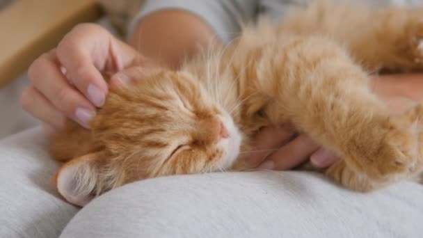 女性は膝の上で可愛い生姜猫を撫でている。喜びとふわふわのペットを追求します。居心地の良い家. — ストック動画