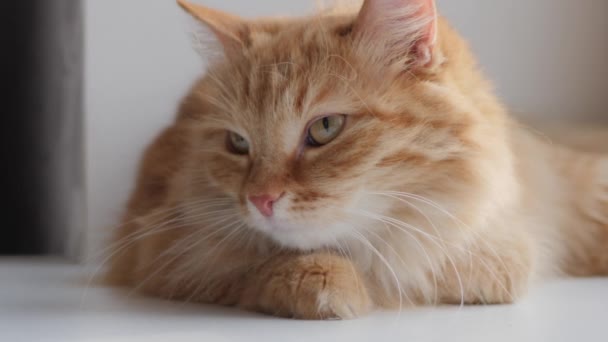 Söt ingefära katt liggande på fönsterbrädan. Fluffigt husdjur sitter hemma i karantän utan att gå ut. Långsamma rörelser. — Stockvideo