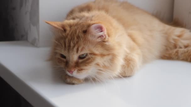 Cute ginger cat lying on window sill. Fluffy pet sits at home in quarantine without walking outside. Slow motion. — Stock Video