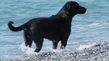 Kara sokak köpeği çöl kayalıklarında deniz dalgalarıyla oynuyor. Yavaş çekim.