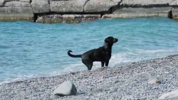 Svart herrelös hund leker med havsvågor på öken stenig strand. — Stockvideo