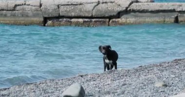 Kara sokak köpeği çöldeki kayalık sahilde deniz dalgalarıyla oynuyor..