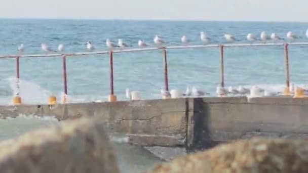 Wiersz mew na zardzewiałej konstrukcji nad falami morskimi. Białe morskie ptaki. Soczi, Rosja. — Wideo stockowe
