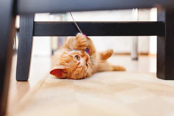 Cute Ginger Kitten Plays Toy Mouse Rope Fluffy Pet Lies — Stock Photo, Image