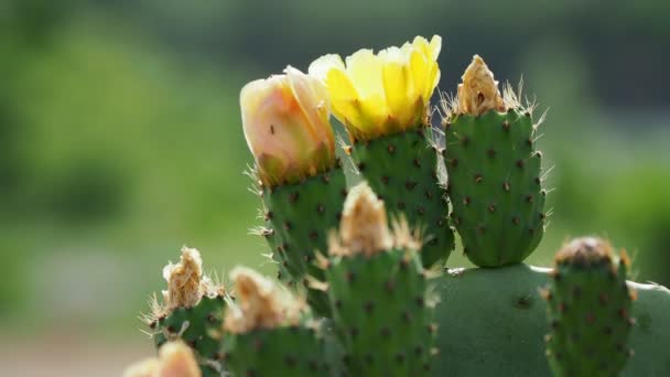 Kaktusz Opuntia tüskés körte ehető sárga gyümölcsökkel. Törökország. — Stock videók