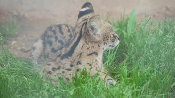 Serval Leptailurus serval), дикий африканський кіт. Крупним планом портрет . — стокове відео