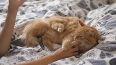 Tembel kızıl kedi yatakta yatıyor. Kadın sevimli tüylü evcil hayvan boynunu okşuyor. Evcil hayvan onu şakacı bir şekilde ısırıyor. Yavaş çekim.