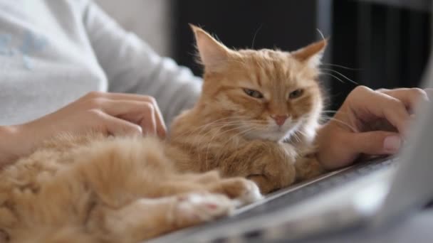 Mujer en casa gris ropa remota funciona con el ordenador portátil y lindo gato jengibre en sus rodillas. Cierre del Coronavirus. Cuarentena por COVID-19 . — Vídeo de stock