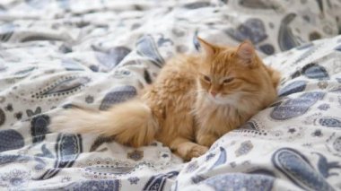 Tembel kızıl kedi yatakta uyuyor. Şirin pofuduk evcil hayvan uykusunda dik dik bakıyor. Evcil hayvan yatakta kestiriyor..