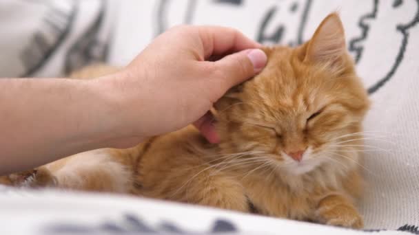 Mężczyzna głaska słodkiego rudego kota na białej kanapie. Puszyste zwierzę żartobliwie gryzie się w rękę. Przytulny dom. — Wideo stockowe