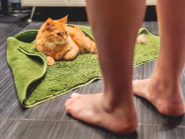 Man entered bathroom and saw cute ginger cat lying on bathroom floor, covered with green rug. Fluffy funny pet basked in warm room. clipart