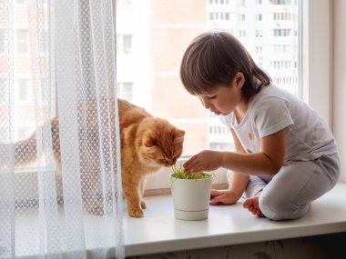Küçük çocuk pencere kenarına oturur ve çiçek saksısından yeşil çimlerle zencefilli kedi besler. Tüylü evcil hayvanı olan küçük bir çocuk. Evcil hayvanlar için özel yetiştirilmiş bitki..