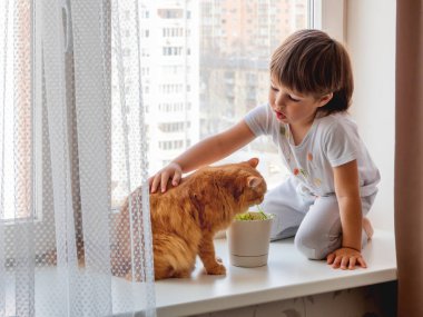 Toddler boy sits on windowsill and feeds cute ginger cat with green grass from flower pot. Little child with fluffy pet. Specially grown plant for domestic animal. clipart