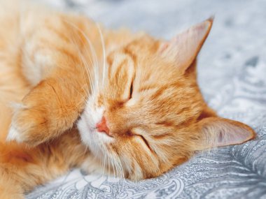 Tatlı uyuyan kedi portresi. Tüylü kızıl evcil hayvan yatakta kestiriyor. Sıcak sabah yatma vakti.