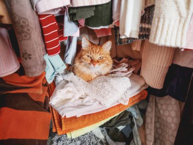 Sevimli kızıl kedi elbise yığınının üzerinde uyuyor. Pofuduk evcil hayvan gardıropta kestiriyor. Evcil hayvan rahat bir şekilde havluların ve kıyafetlerin arasında uyudu..