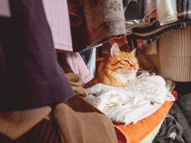 Sevimli kızıl kedi elbise yığınının üzerinde uyuyor. Pofuduk evcil hayvan gardıropta kestiriyor. Evcil hayvan rahat bir şekilde havluların ve kıyafetlerin arasında uyudu..