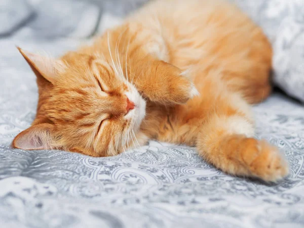 Lindo Gato Jengibre Duerme Boca Arriba Mascota Esponjosa Tiene Una — Foto de Stock