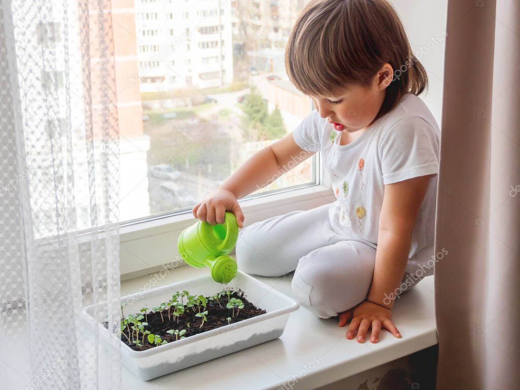 Toddler boy sits on windowsill and waters small green seedlings of basil. Little child with green watering can. Kid's first first duties at home.