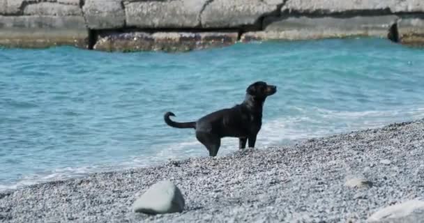 Black stray dog is playing with sea waves on desert rocky beach. — Stock Video