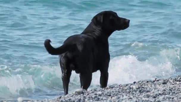 Czarny bezpański pies bawi się falami morskimi na pustynnej skalistej plaży. Zwolniony ruch. — Wideo stockowe