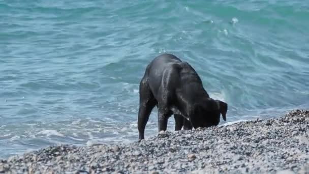Černý zatoulaný pes si hraje s mořskými vlnami na pouštní skalnaté pláži. Zpomalený pohyb. — Stock video
