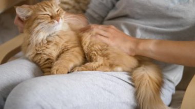 Kadın dizlerinin üzerinde sevimli kızıl kediyi okşuyor. Tüylü hayvan zevkle mırıldanıyor. Konforlu ev.
