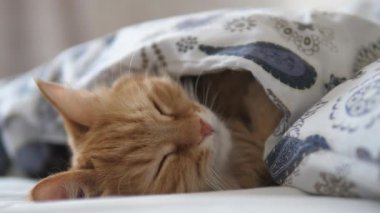 Tatlı kızıl kedi yatakta uyuyor. Yumuşak evcil hayvan rahatça battaniyenin altına yerleştirildi..