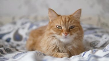 Tembel kızıl kedi yatakta uyuyor. Şirin pofuduk evcil hayvan uykusunda dik dik bakıyor. Evcil hayvan yatakta kestiriyor..